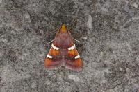 Pyralis regalis