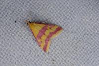 Pyrausta sanguinalis