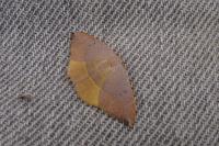Watsonalla uncinula