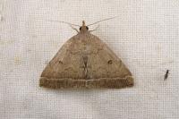 Zanclognatha zelleralis