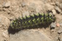 Saturnia pavonia