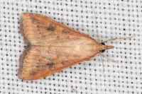 Udea ferrugalis