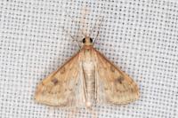 Udea ferrugalis