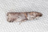 Acrobasis consociella