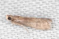 Eccopisa effractella