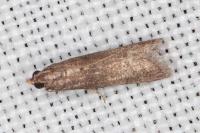 Eccopisa effractella