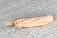 Ematheudes punctella