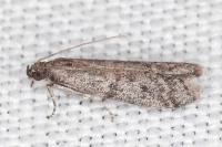 Ephestia woodiella