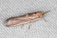 Etiella zinckenella