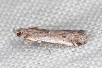 Pempeliella sororiella
