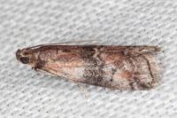 Rhodophaea formosa