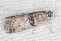 Sciota rhenella