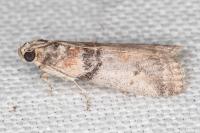 Sciota rhenella