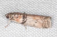 Sciota rhenella