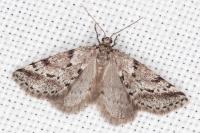 Eumannia oranaria