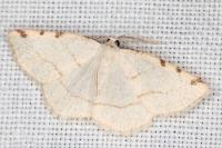 Stegania trimaculata