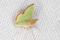 Eucrostes indigenata