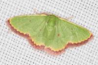 Eucrostes indigenata
