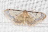 Idaea politaria