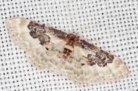 Idaea rusticata