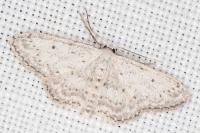 Idaea seriata