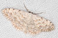 Scopula submutata roseonitens