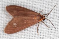 Dysauxes famula