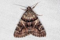 Catocala nymphagoga