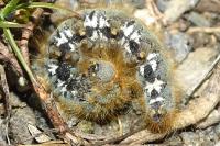Malacosoma castrense