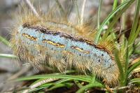 Malacosoma castrense