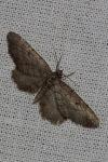 Eupithecia