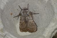Agrotis cinerea