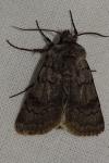 Agrotis cinerea