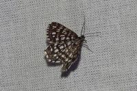 Chiasmia clathrata