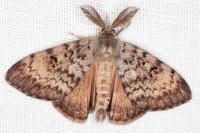 Lymantria dispar