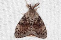 Lymantria dispar