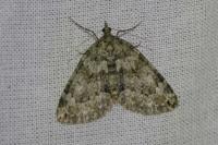 Chloroclysta miata miata