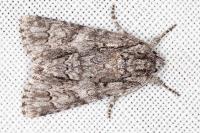 Acronicta auricoma