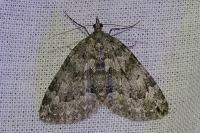 Chloroclysta miata miata