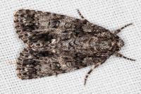 Acronicta rumicis