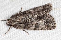 Acronicta rumicis