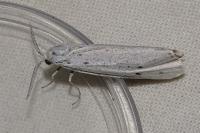 Coscinia cribraria cribraria