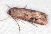 Agrotis ipsilon
