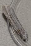 Coscinia cribraria cribraria