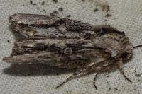 Egira conspicillaris