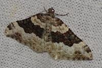 Epirrhoe galiata