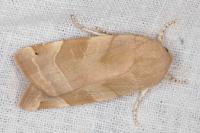 Noctua fimbriata/tirrenica