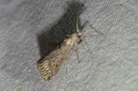 Megasis rippertella