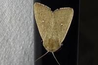 Mythimna sicula