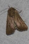 Mythimna sicula